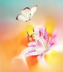Condolence image of Mona für Snowy🌻