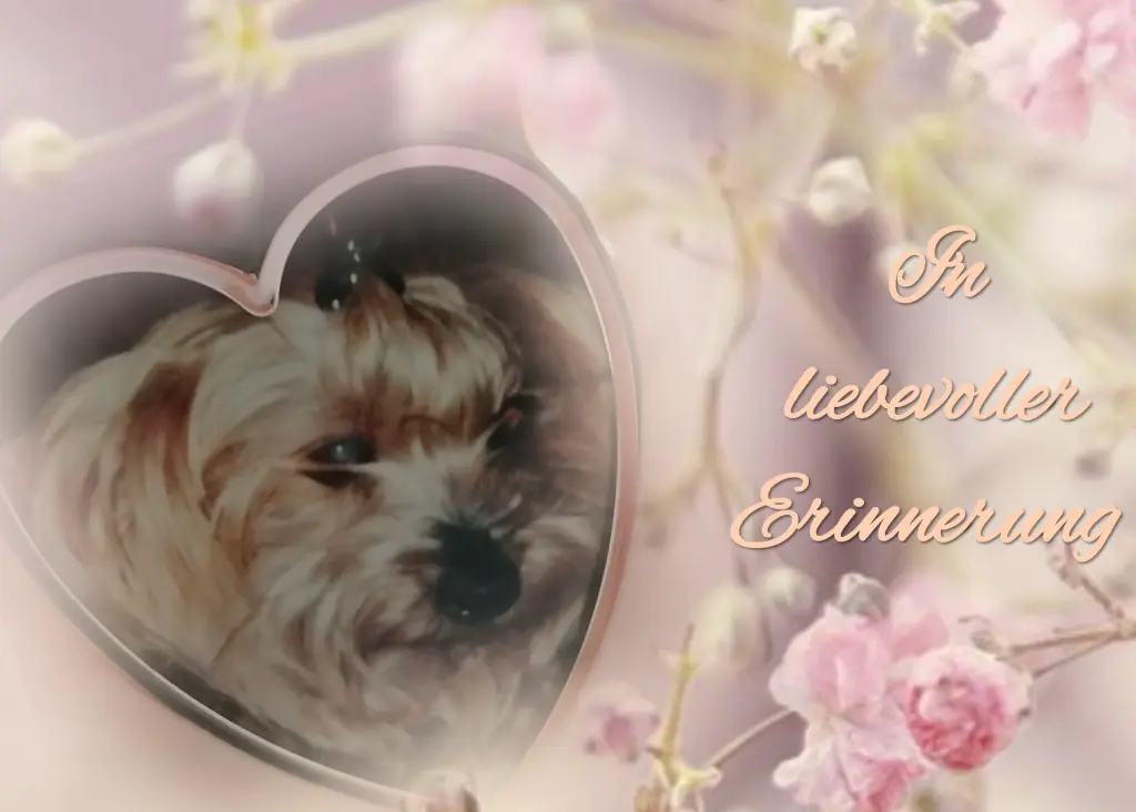 Condolence image of Mit den liebsten♡ Gedanken an 🥀♡ Daisy♡🥀