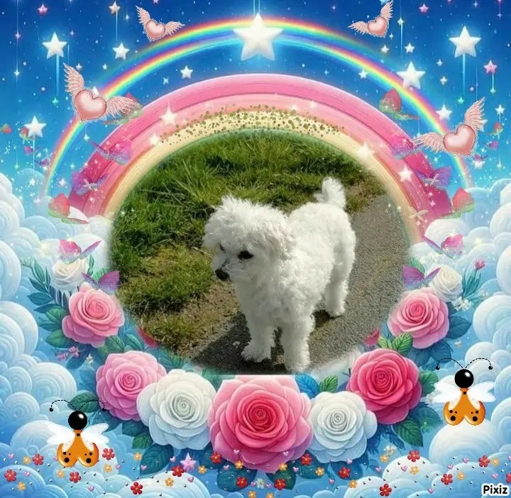 Condolence image of Tanja mit Timmy im 💖🐈🐾