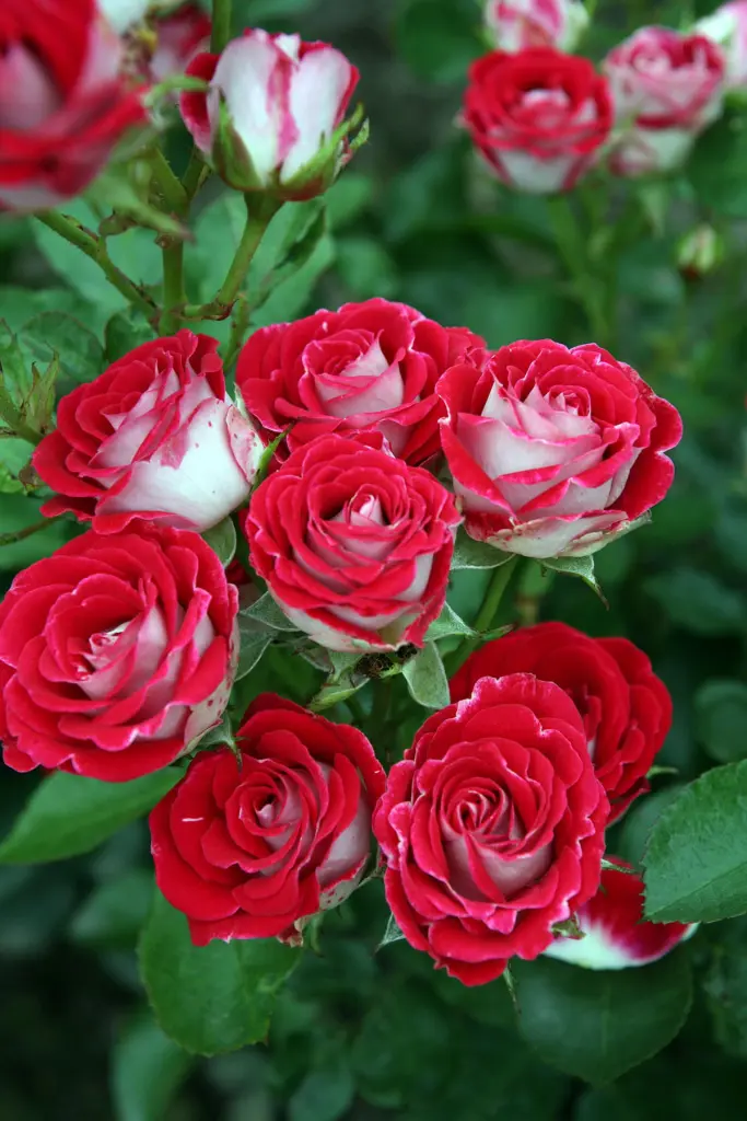Condolence image of 🕊️