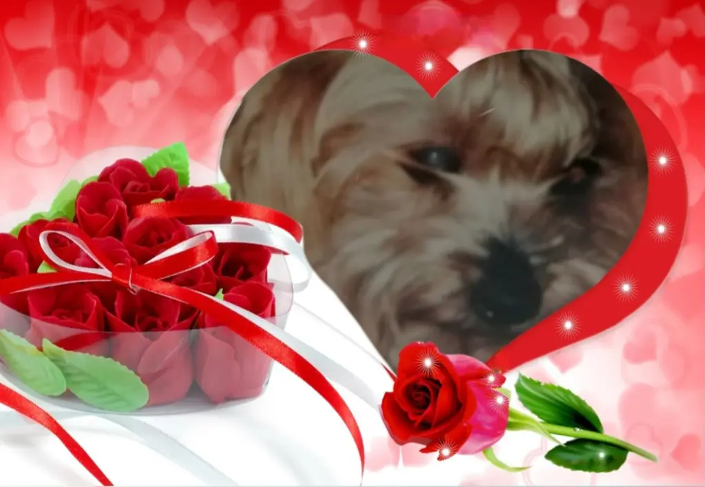 Condolence image of 🌹Daisy🌹 geliebt♥️ und unvergessen♥️