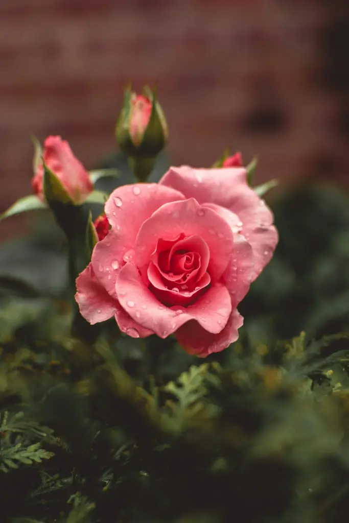Condolence image of 🌹
