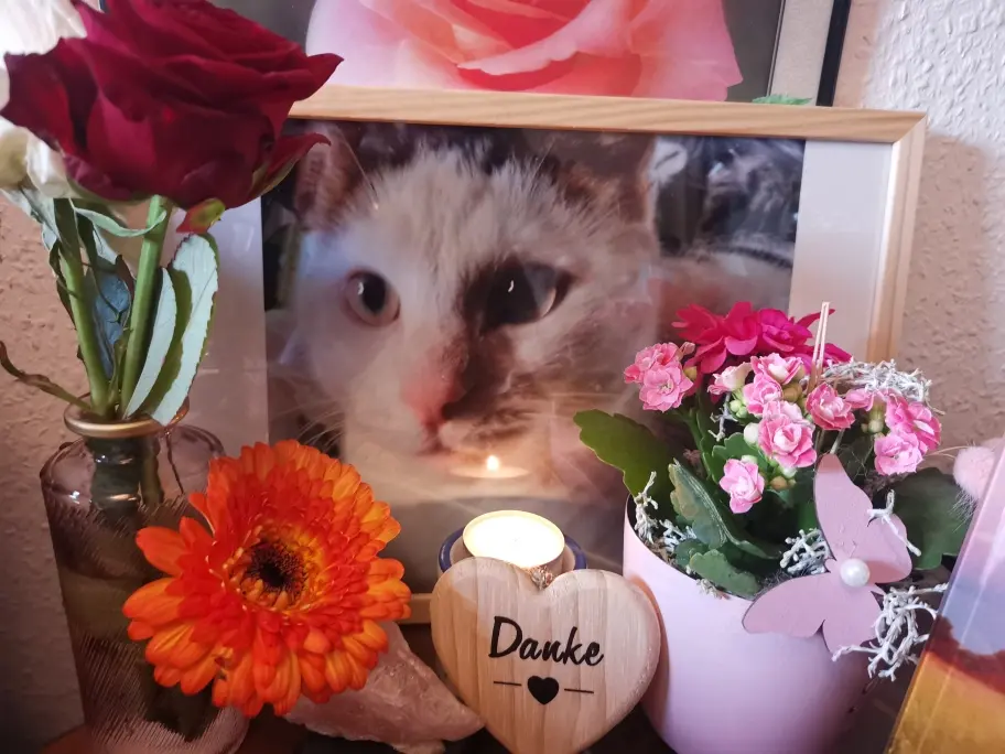 Condolence image of Olena mit Lesik für immer im Herzen ❤️