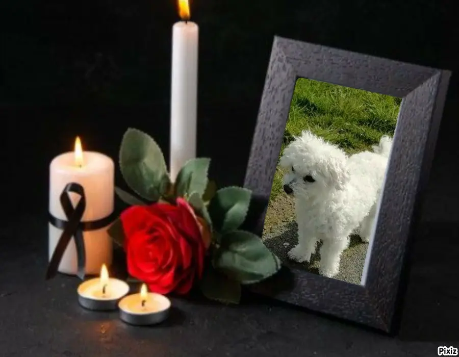 Condolence image of Tanja mit Timmy im 💖🐈🐾