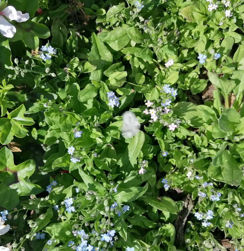 Condolence image of 🕊️🤍🕊️