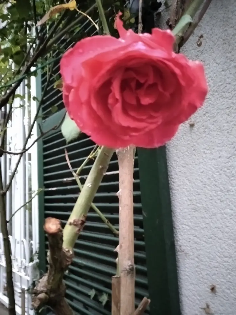 Condolence image of Raphaela