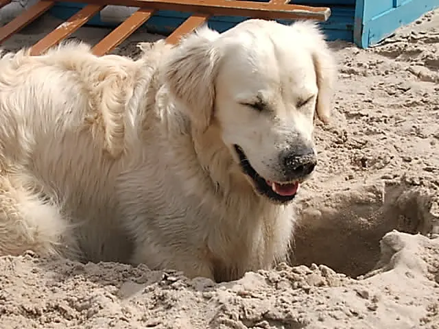 Condolence image of für Snowy ❤❤
