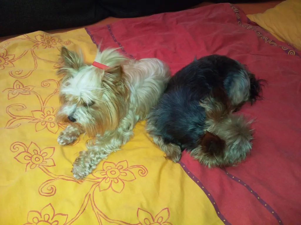 Condolence image of Manuela mit Flick und Offi