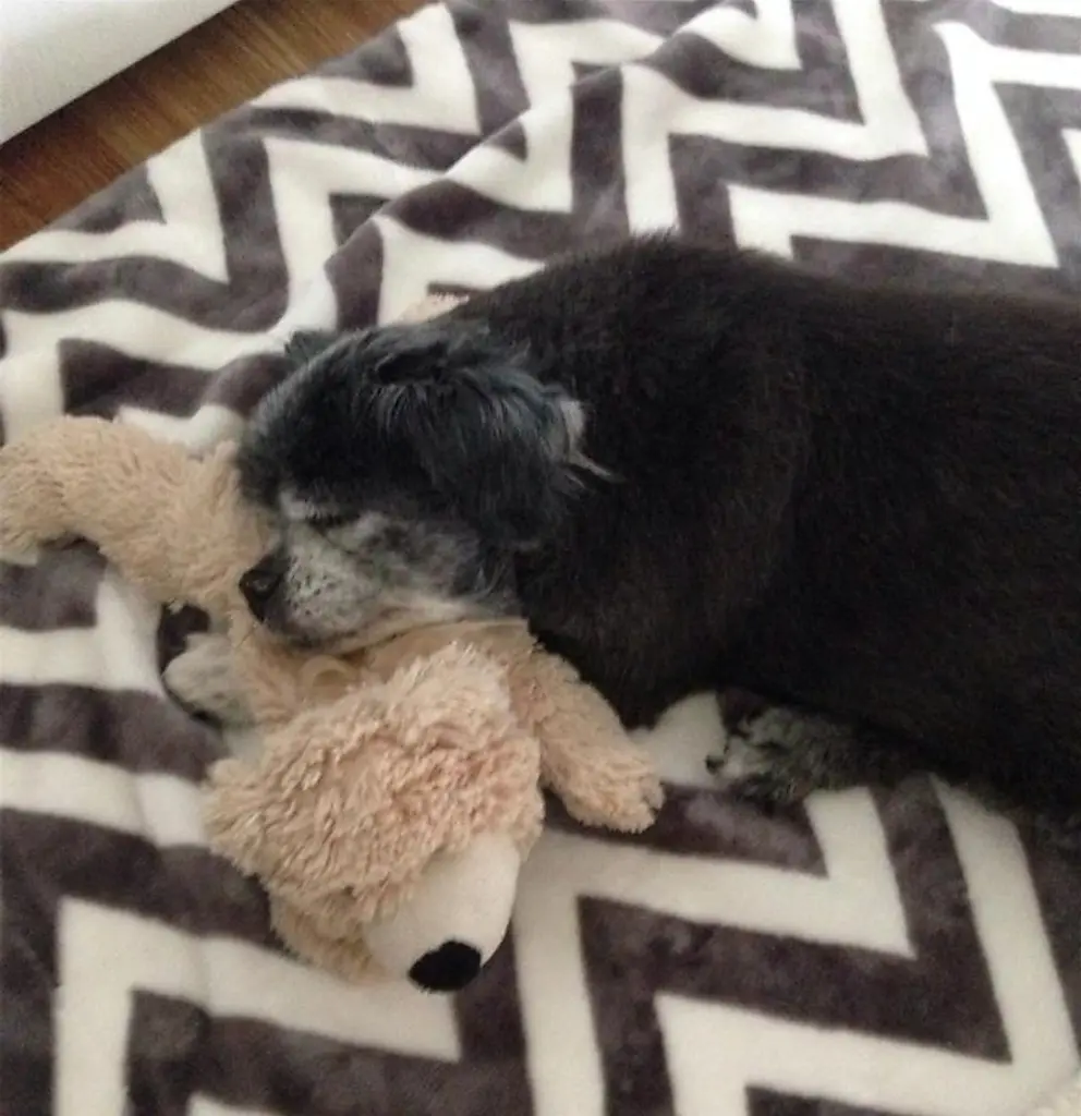 Condolence image of Cuddles ⭐