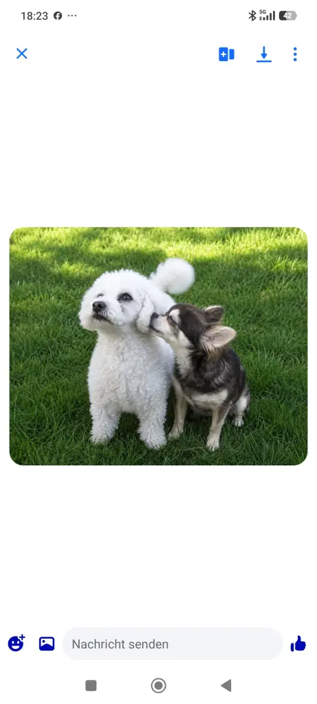 Condolence image of Ina mit Balu