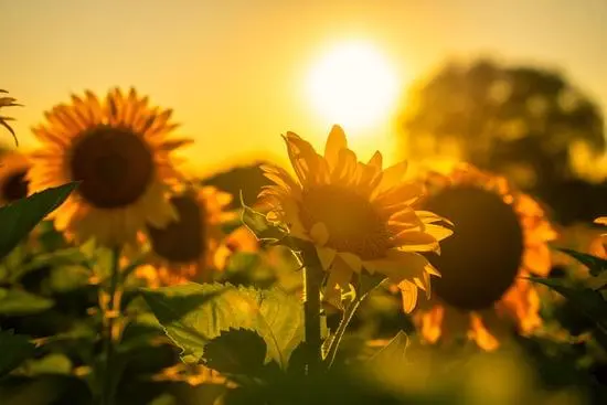 Condolence image of 🌻🕊️ 🌻