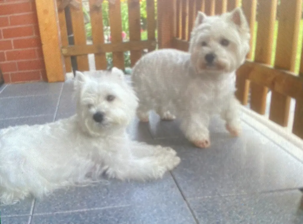 Condolence image of Lili&Lasse