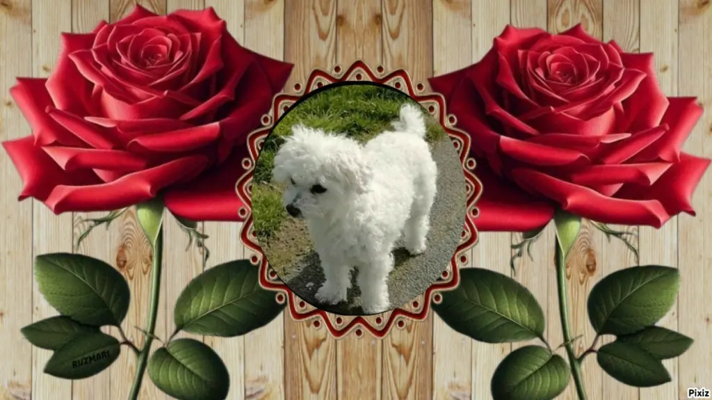 Condolence image of Tanja mit Timmy im 💖🐈🐾