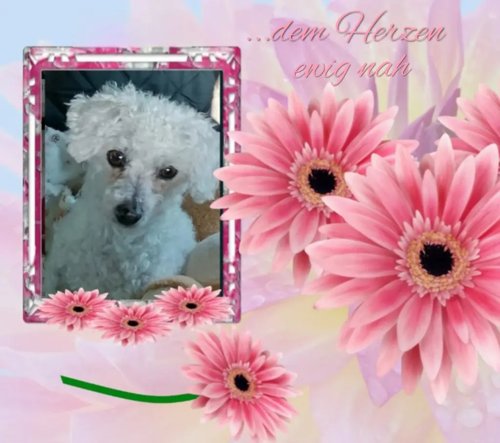 Condolence image of ❀Snowy❀ geliebtꨄ und unvergessenꨄ