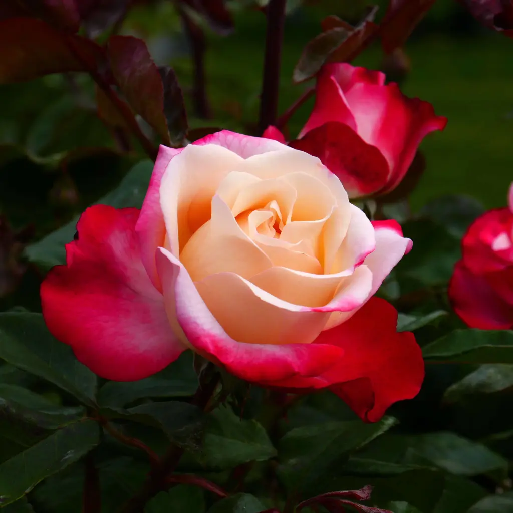 Condolence image of Amy