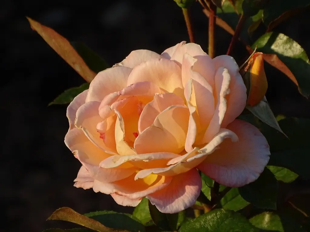 Condolence image of Mona ❤️eine 🌹für Snowy ❤️