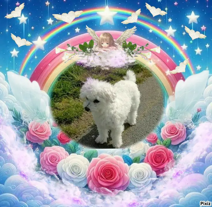 Condolence image of Tanja mit Timmy im 💖🐈🐾