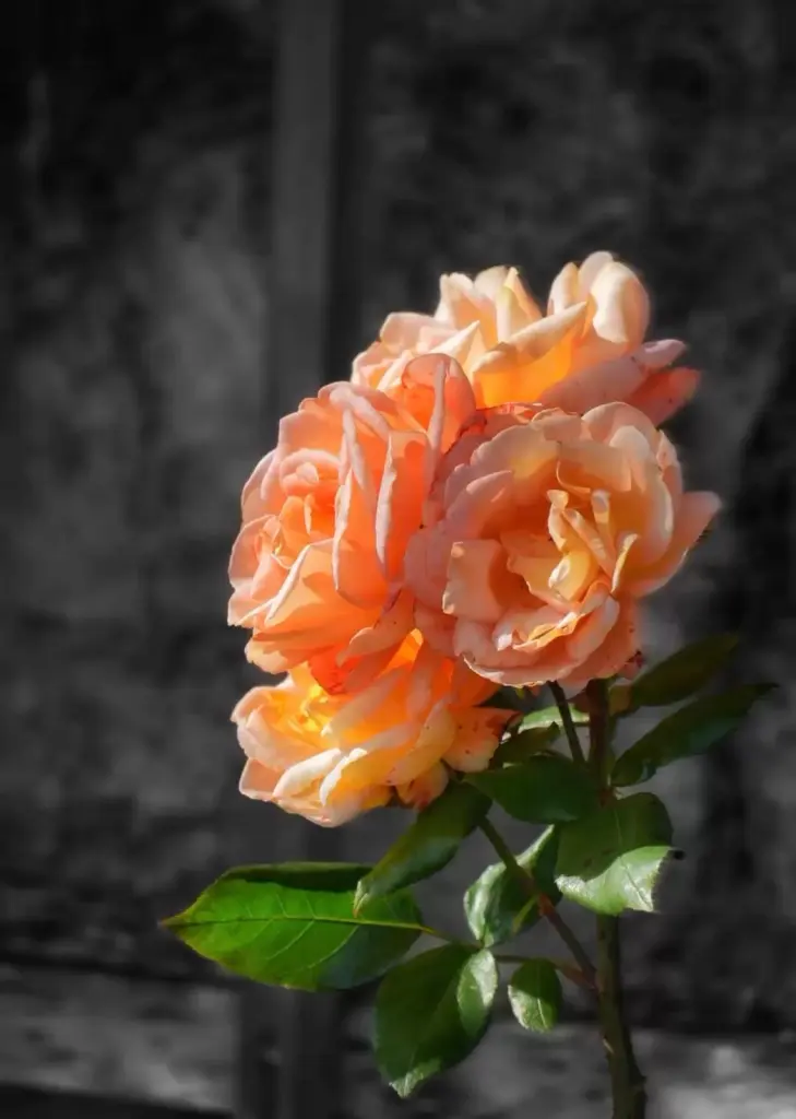Condolence image of Für die süße und liebe Snowylein 🤍🤍🤍🤍🤍