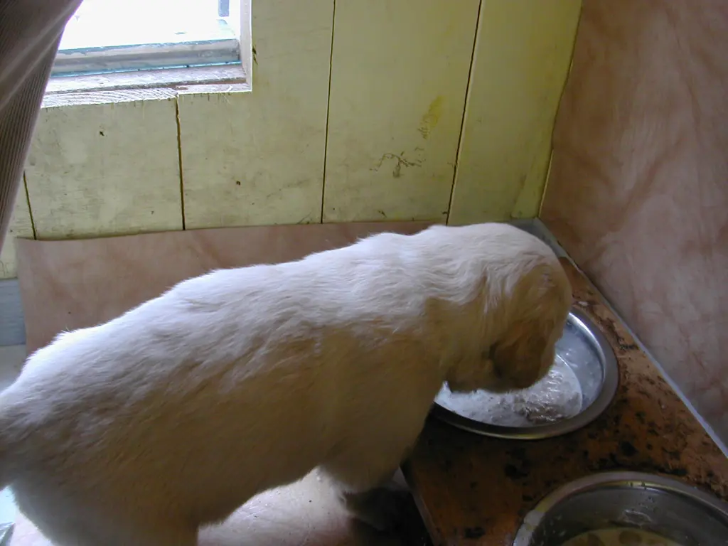 Condolence image of für Snowy ❤❤
