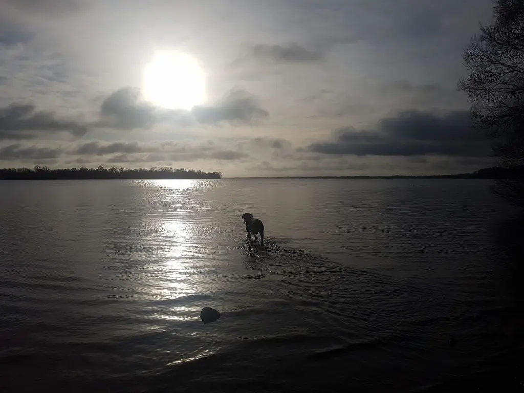 Image from Taiga