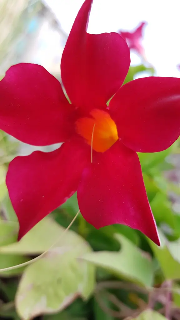 Andachtsbild von Moritz Stieger