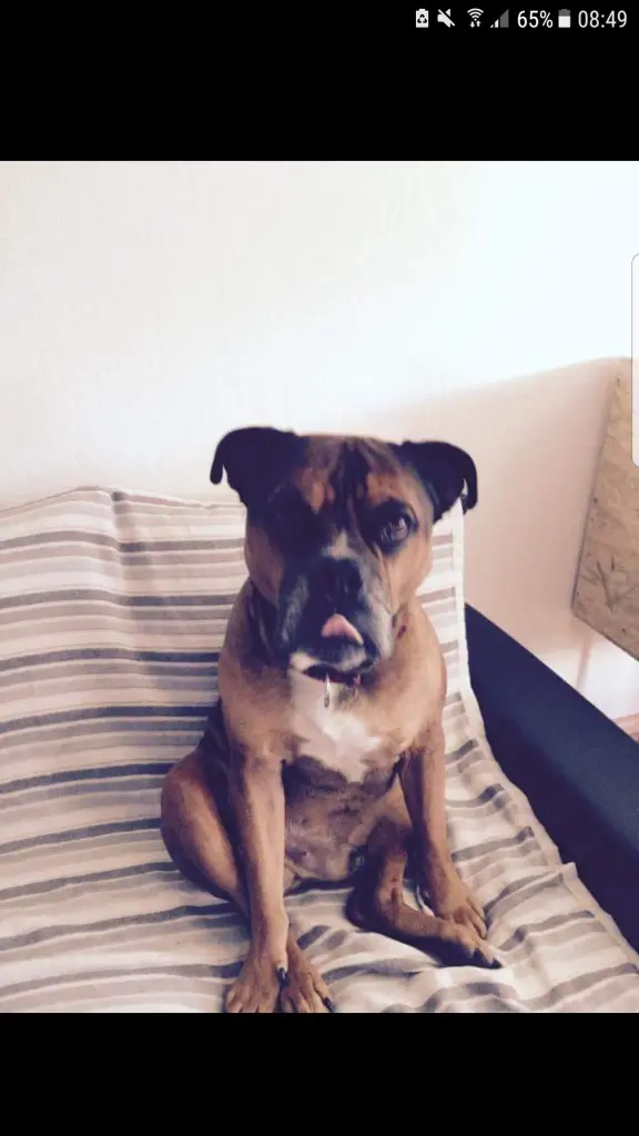 Andachtsbild von Frauchen