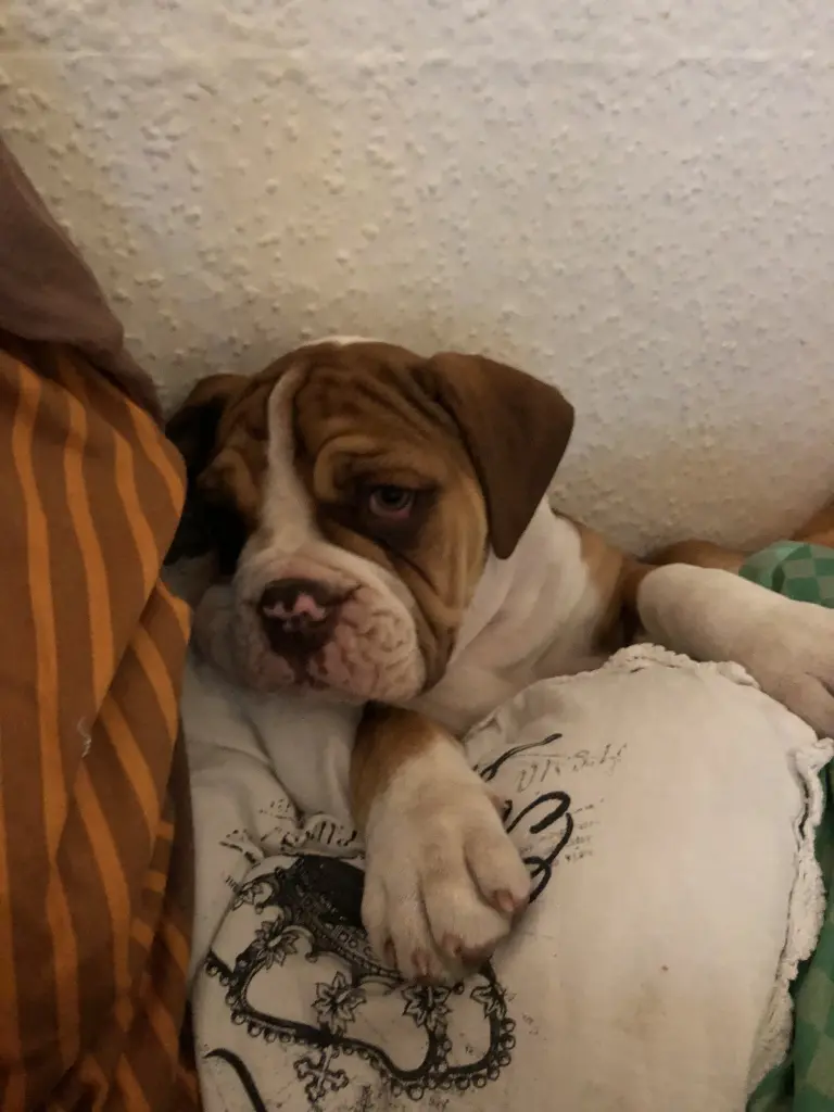 Andachtsbild von Sally