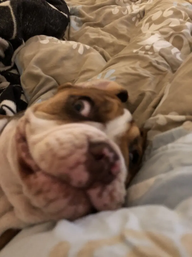 Andachtsbild von Frauchen