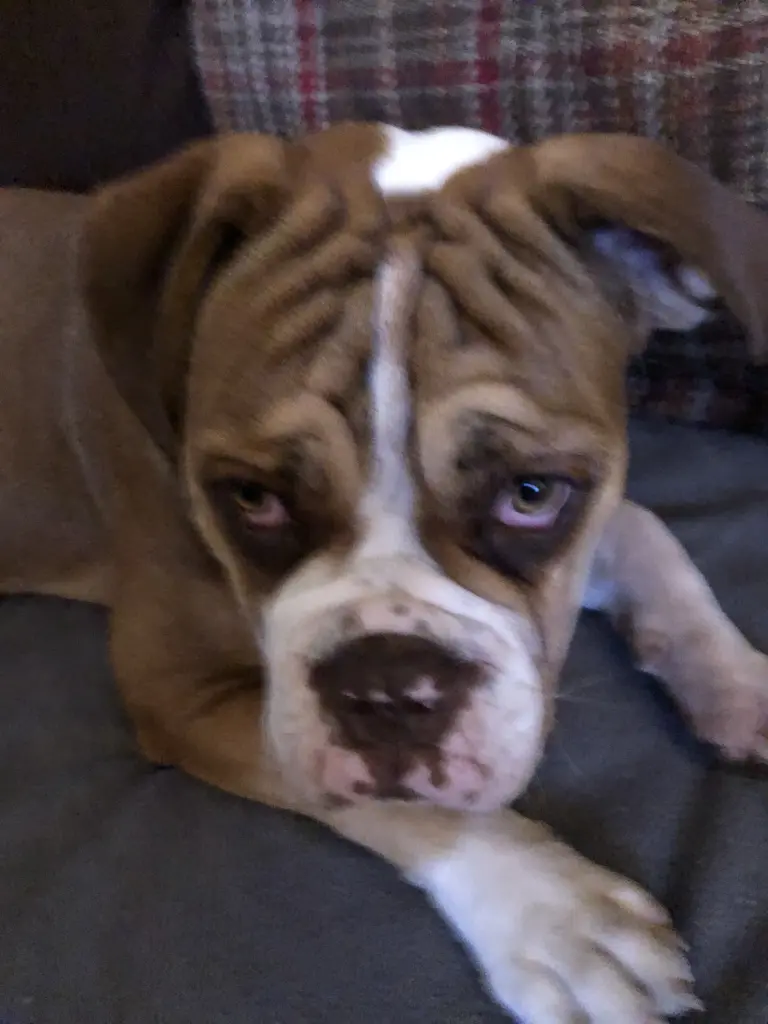 Andachtsbild von Frauchen