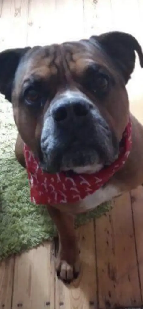 Andachtsbild von Frauchen 