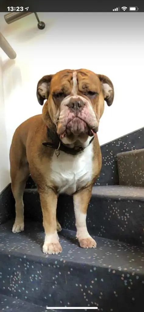 Andachtsbild von Frauchen 