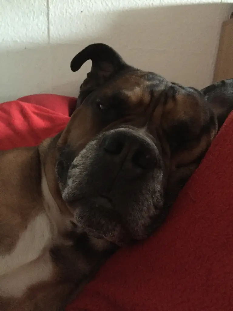 Andachtsbild von Frauchen 