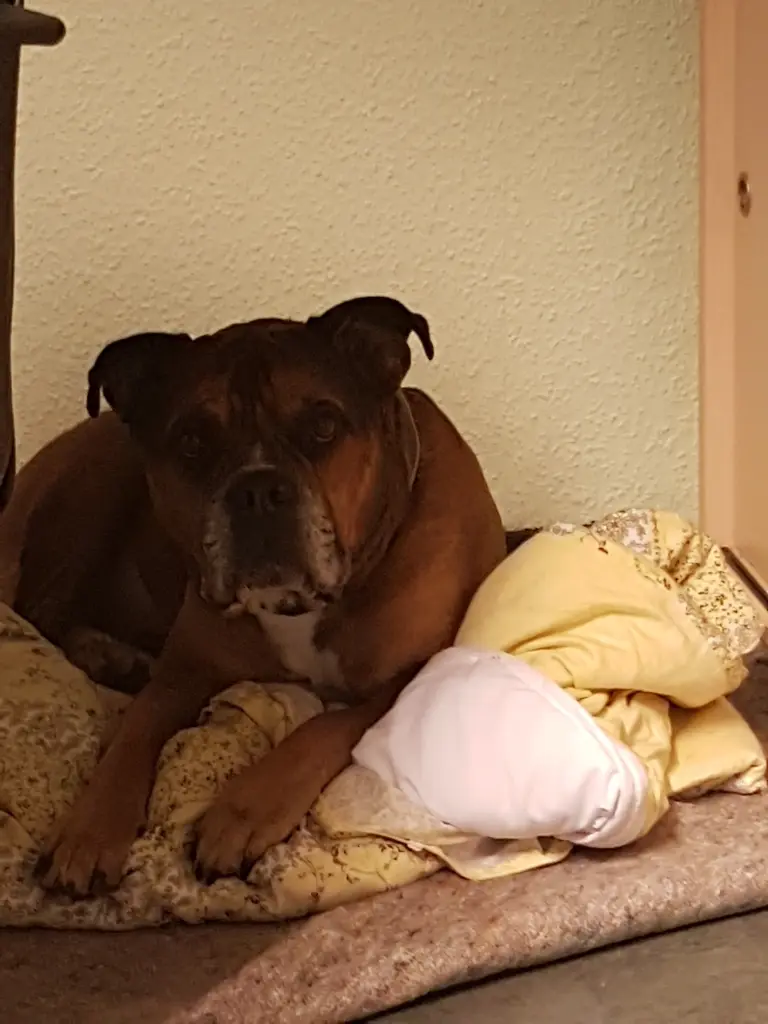 Andachtsbild von Alex