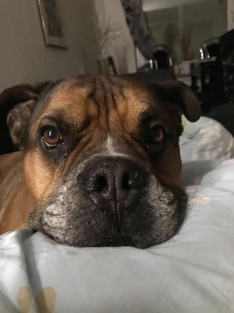 Andachtsbild von Frauchen u Bertha 