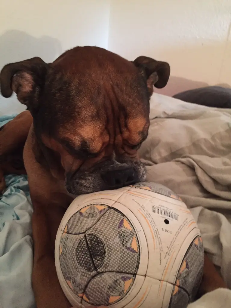 Andachtsbild von Frauchen