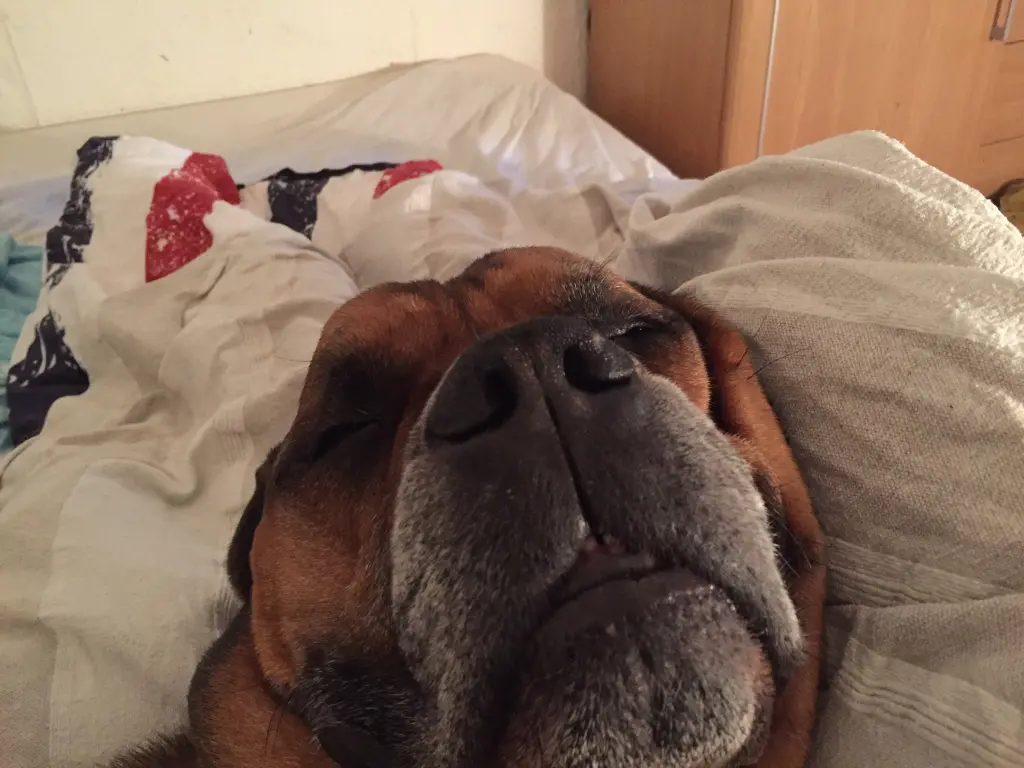 Andachtsbild von Frauchen