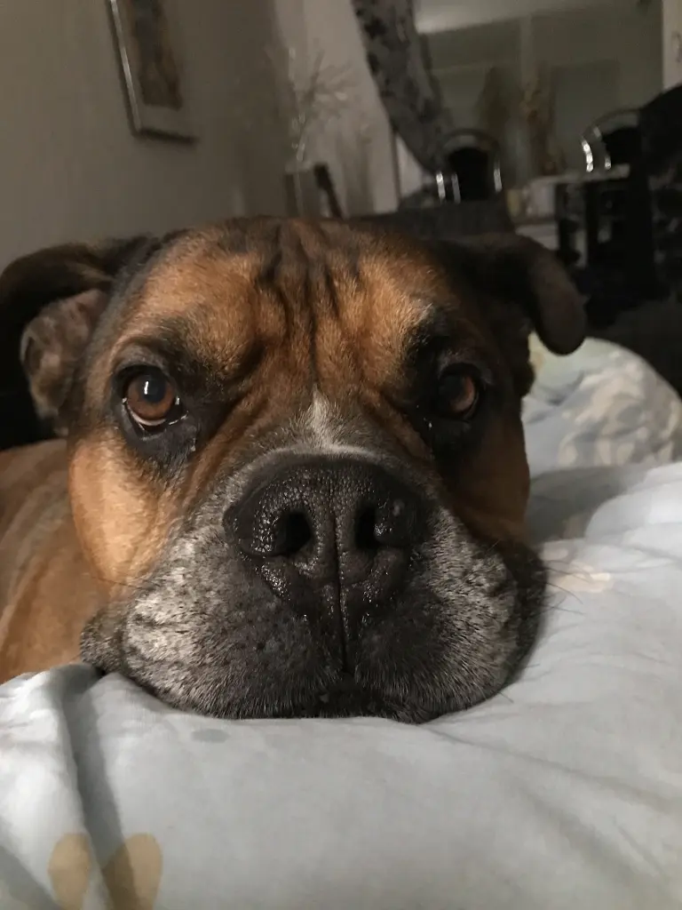 Andachtsbild von Frauchen