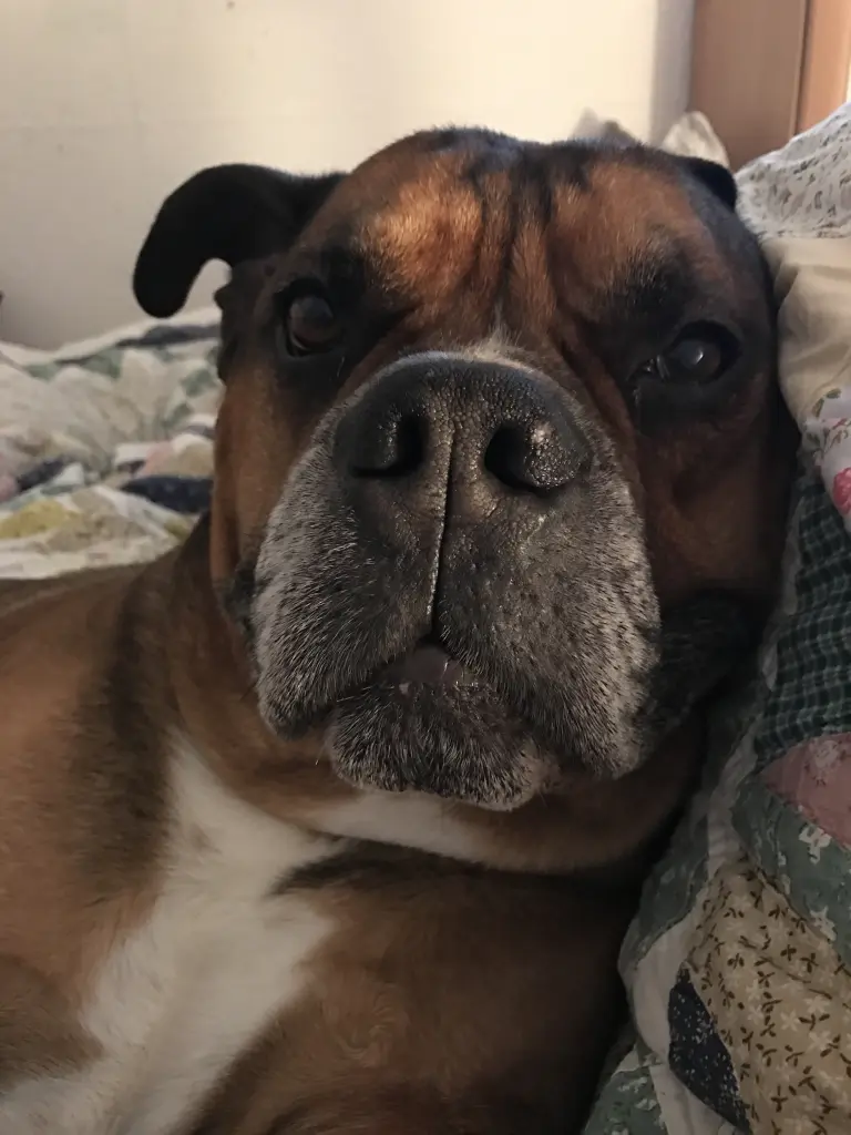 Andachtsbild von Frauchen