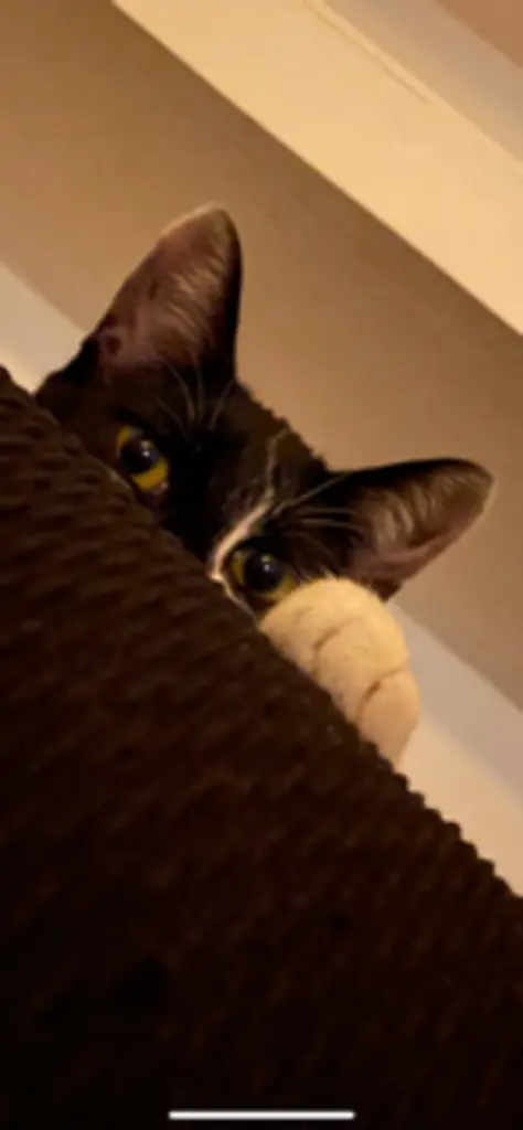 Andachtsbild von Chiara