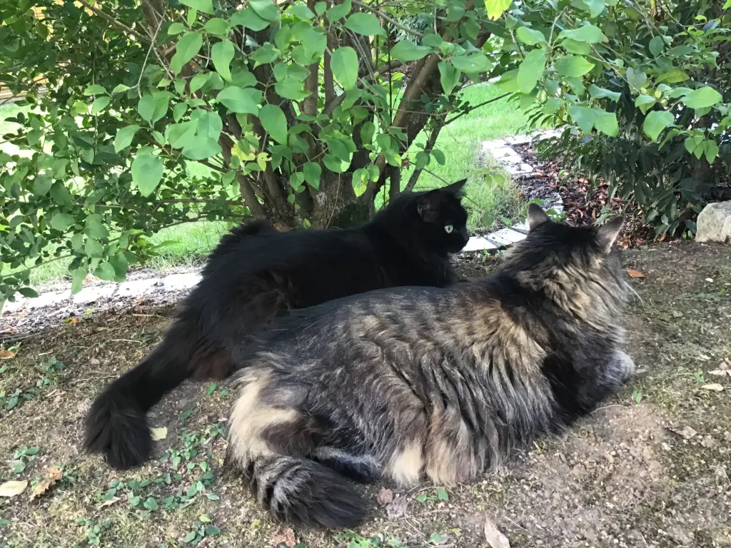 Andachtsbild von Nicole mit Roxy u. Nell