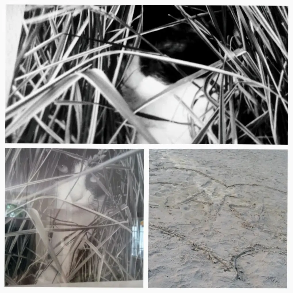 Condolence image of Monika mit Seelenkater Carlo tief im Herzen gestorben am 10. Juli 2017