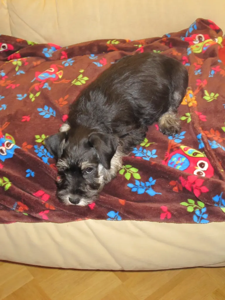 Condolence image of Mona (Uma-Lucy)