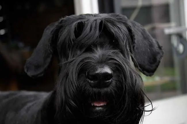 Condolence image of Frank