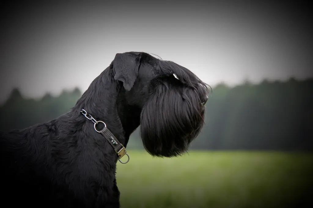 Image from Bellissima Brava