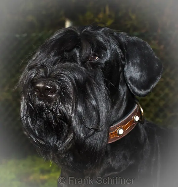 Image from Bellissima Brava