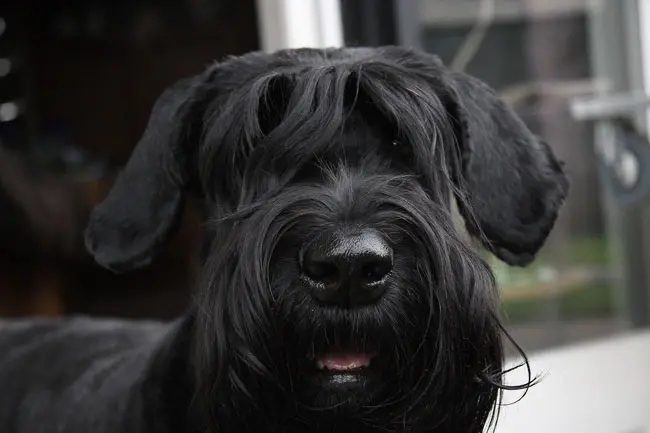 Image from Bellissima Brava