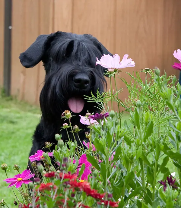 Image from Bellissima Brava