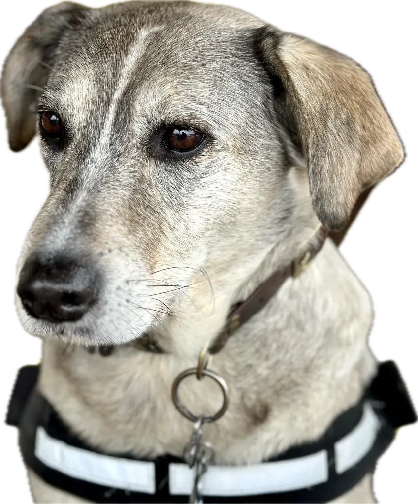 Condolence image of Silver 