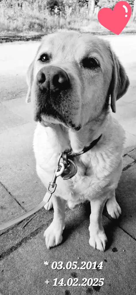 Condolence image of Team Pfötchen 🐾🐾