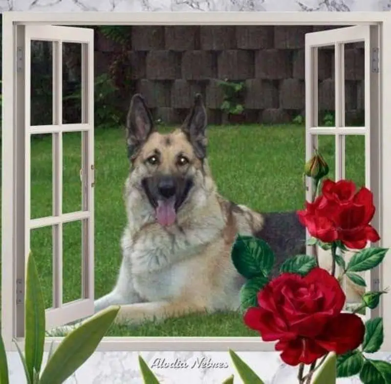 Condolence image of Gitte 